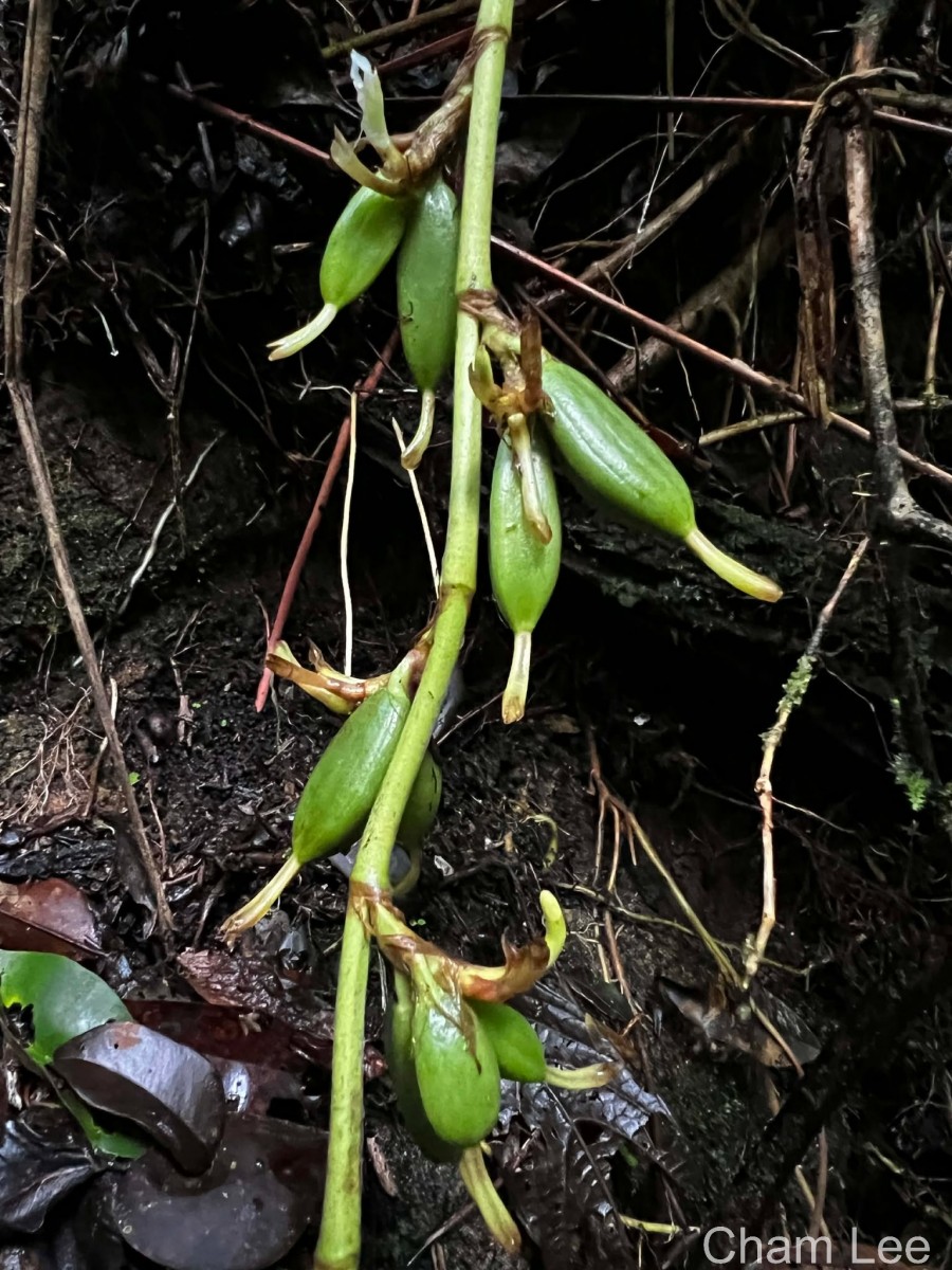 Elettaria ensal (Gaertn.) Abeyw.